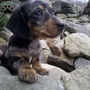 Lil Yeller, Dachshund Puppy